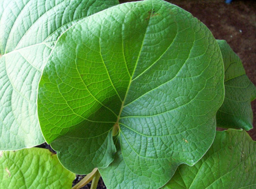 Nature et Saveurs - Ferme Aquaponique et Permacole Astérienne - Hoja Santa (Feuilles Fraiches)