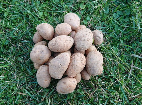 La Ferme Boréale - Pomme De Terre Spunta Calibre 35-55 - 3kg
