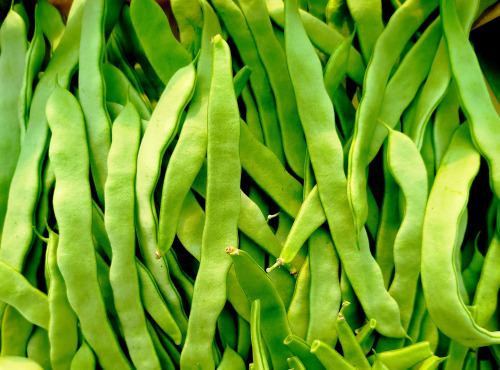 Nature et Saveurs - Ferme Aquaponique et Permacole Astérienne - Haricots plats mangetout verts – texture charnue et fraîcheur