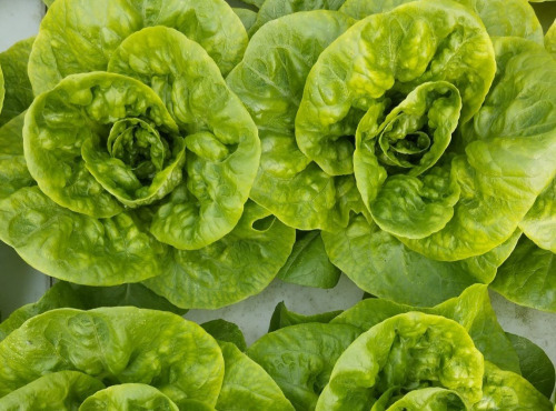 Nature et Saveurs - Ferme Aquaponique et Permacole Astérienne - Salade Vivante Jeune - Pièce
