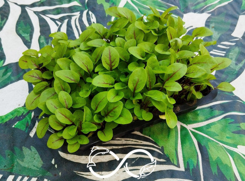 Nature et Saveurs - Ferme Aquaponique et Permacole Astérienne - Micropousses d'oseille sanguine coupées - 20g
