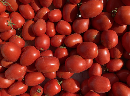 La Ferme d'Artaud - Tomates italiennes - 10 kg