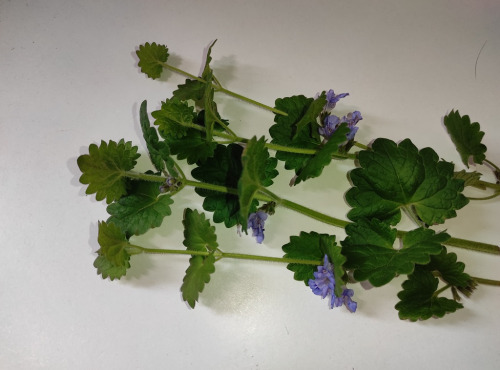Les Jardins du Mas de Greil - Lierre Terrestre bouquet frais