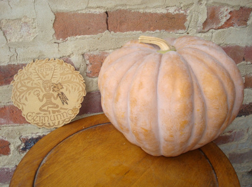 Ferme de Cernunnos - Courge Futsu Black