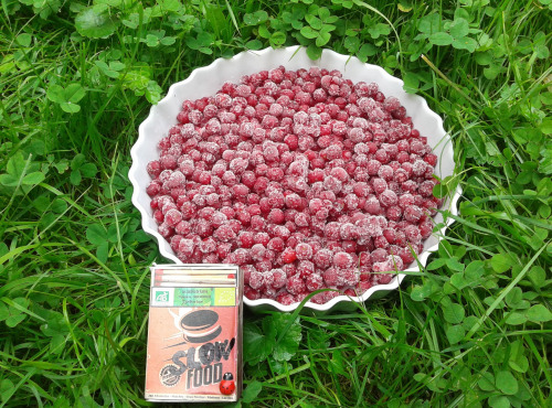 LES JARDINS DE KARINE - Groseilles rouges surgelées - 1kg