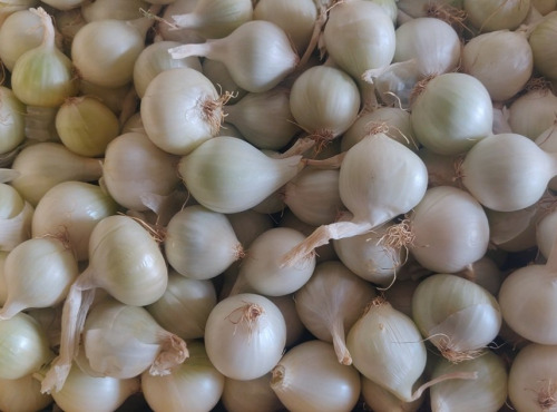 Ferme de la ville basse - Oignon blanc Bio