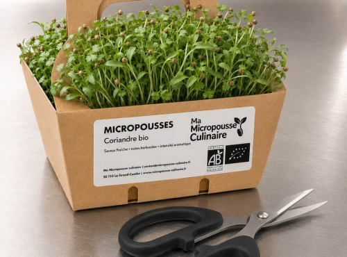 Ma Micropousse culinaire - Micro-pousses bio de coriandre – 4 barquettes