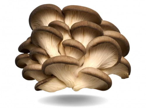 Naturélium - Le pleurote brun 500g