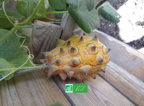 LES JARDINS DE KARINE - Kiwano/Concombre africain