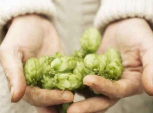 La Cabane à plantes - Infusion Rencontre avec Morphée