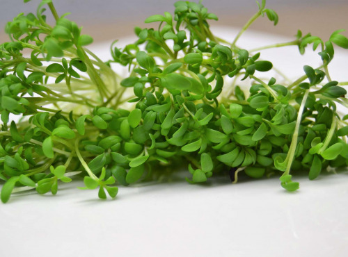 Les Jardins de Champlecy - Micro-pousses De Cresson - 50g