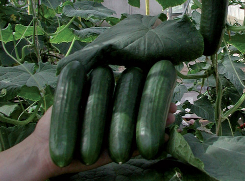 Nature et Saveurs - Ferme Aquaponique et Permacole Astérienne - Concombre Vert Petit Jounia