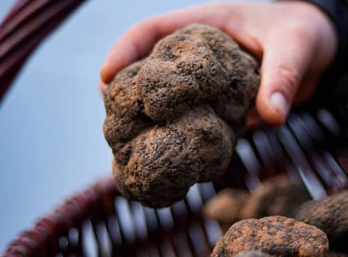 Truffes des Roches - Truffe noire Melanosporum