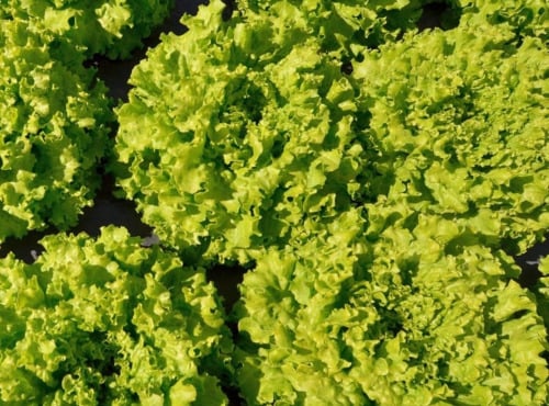 Maréchal Fraicheur - Salade Batavia