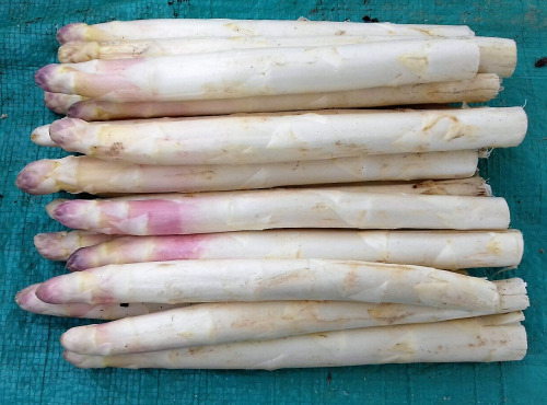 Multiproductions - Cédric Joliveau - Asperges de Sologne 1 kg
