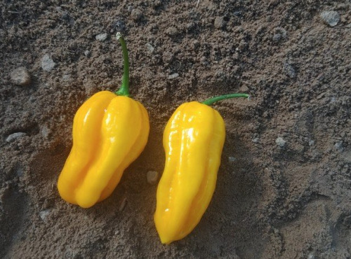 HERBA HUMANA - Habanero Mustard - 40g