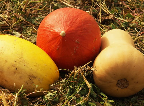 Mon Petit Producteur - Trio de courges Bio [poids moyen 3 kg]