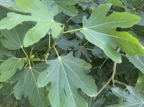 Des Poules et des Vignes à Bourgueil - 10 feuilles de figuier