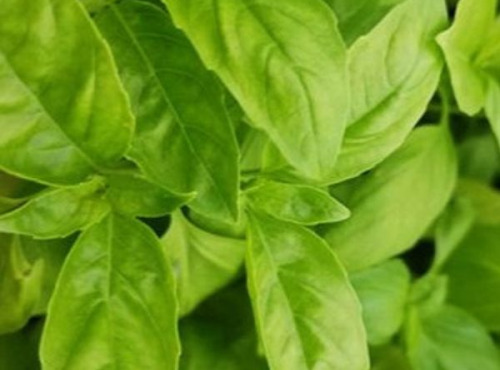 Mon Petit Producteur - Basilic vert bio en botte