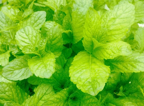 Nature et Saveurs - Ferme Aquaponique et Permacole Astérienne - Menthe Pamplemousse (Bouquet Frais)