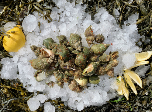 Thaëron - Bulots cuits à la Provencale - Barquette de 1 kg