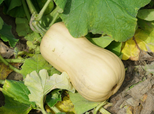 Maréchal Fraicheur - Butternut bio - 1 kg