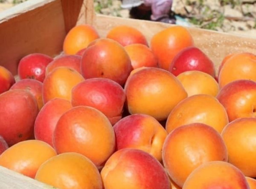 Domaine Reverchon - Abricots du Vaucluse 1kg