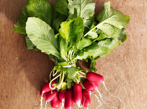 Nature et Saveurs - Ferme Aquaponique et Permacole Astérienne - Radis long rose Artus en botte – fraîcheur croquante du maraîche