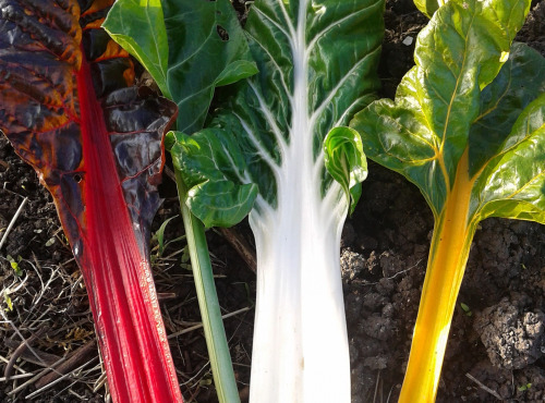 LES JARDINS DE KARINE - Côtes de Blettes surgelées - 1kg