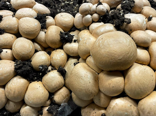 Naturélium - Champignon de Paris brun