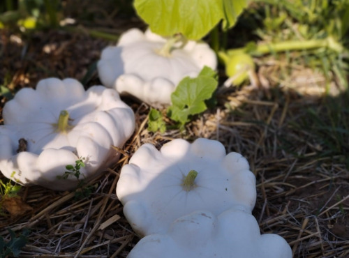 La Ferme de Milly - Anjou - Pâtisson blanc bio-1kg