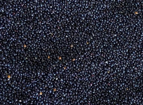 BERRY GRAINES - Amarante noire HVE origine France - 300g