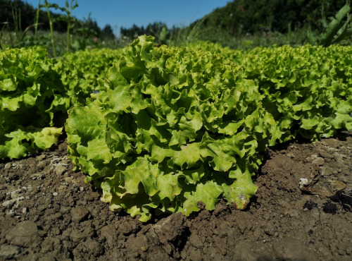 La Boite à Herbes - Salade Batavia Verte Bio