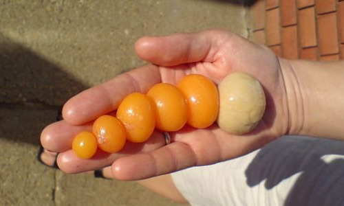 Des Poules et des Vignes à Bourgueil - Ovaires et oviductes de poule 1,2kg