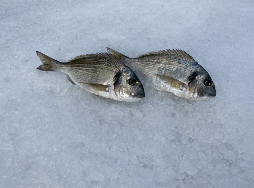 Pêcheur Toni Micheau - Daurades Royales Sauvages De Méditerranée - 500g (2 Pièces)