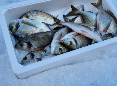Pêcheur Toni  Micheau - Caisse Daurades Royales Sauvages De Méditerranée - 10 Kg