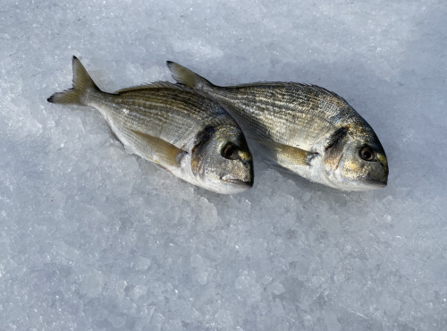 Pêcheur Toni  Micheau - Daurades Royales Sauvages De Méditerranée - 700g (2 Pièces)