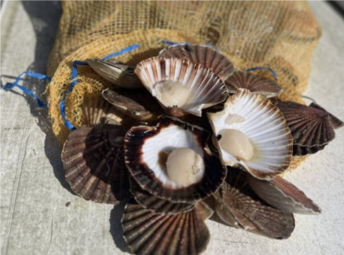 Fine de Cancale - Coquilles saint Jacques vivantes - 105kg