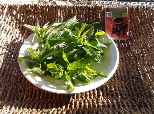 LES JARDINS DE KARINE - Menthe douce fraîche - 25g