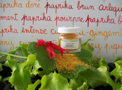HERBA HUMANA - Piment Trinidad Perfum Bio Cultivé en France 3 g
