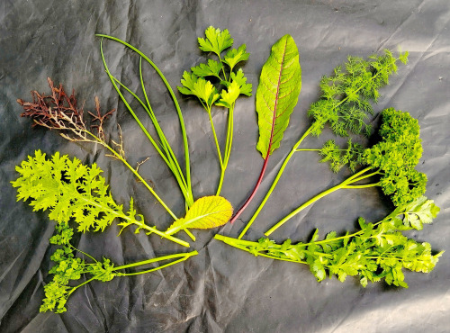 Nature et Saveurs - Ferme Aquaponique et Permacole Astérienne - Aromatique en Mélange (Bouquet Frais)