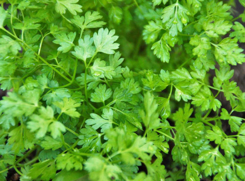 Les Herbes du Roussillon - Cerfeuil Frais