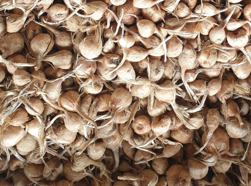 La Ferme du Montet - Lot de de 50 Bulbes de Crocus Sativus - SAFRAN - BIO