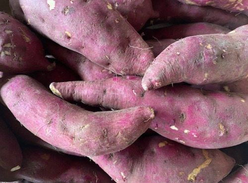 Langevine - PATATE DOUCE MURASAKI
