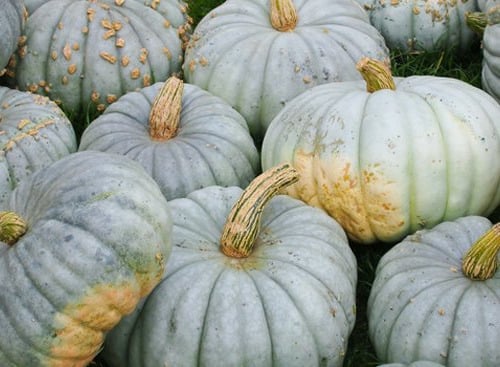 Le Châtaignier - Courges Bleu de Hongrie - 2 à 2.5kg