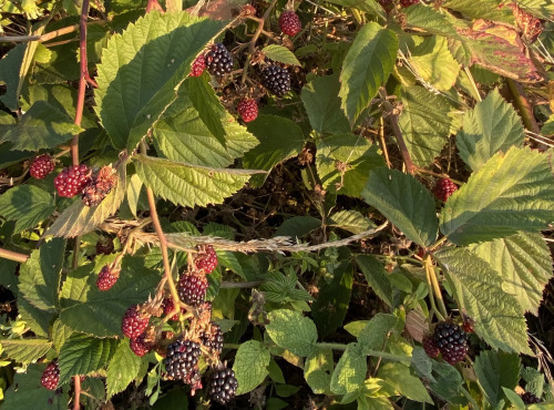 Ferme Sinsac - Mûres fraiches
