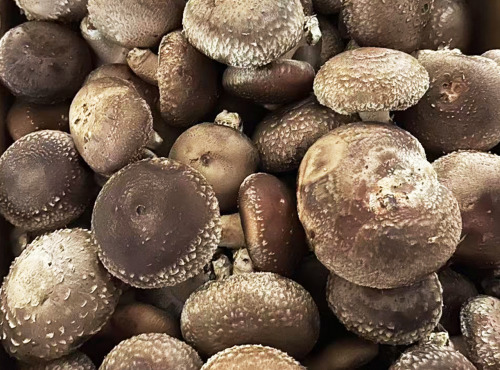 Cham B - Shiitakés frais - cultivées en Charente - 1 Kg