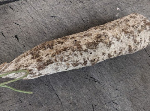 Ferme Joos - Saucisson sec de boeuf : Ferme Delmotte