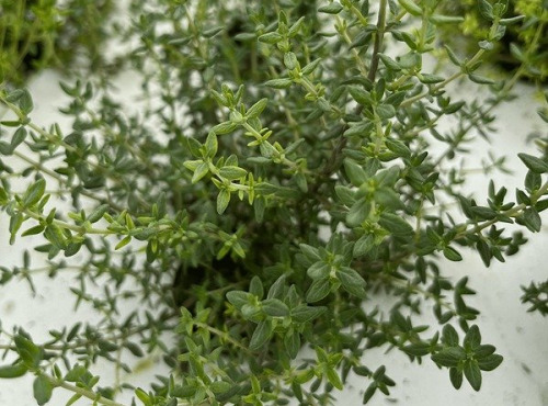 Aquaverdier - Origan Botte 30g
