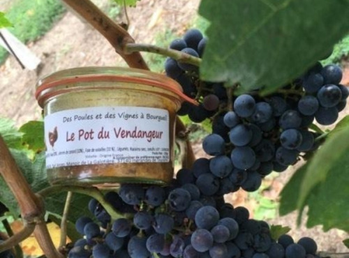 Des Poules et des Vignes à Bourgueil - Le Pot Du Vendangeur
